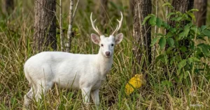 Albino Hog Deer