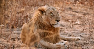 Asiatic Lion