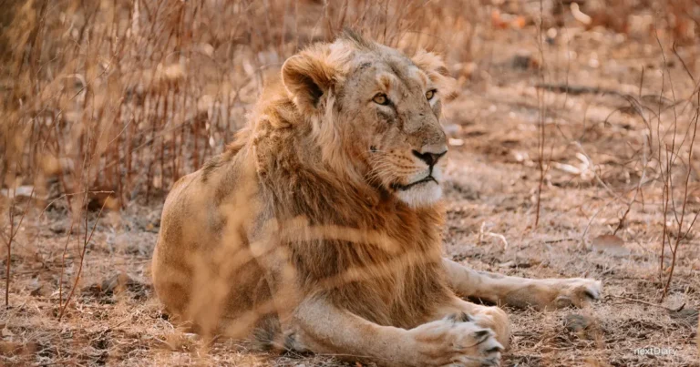 Asiatic Lion