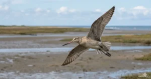 Bar-tailed godwit’s epic flight