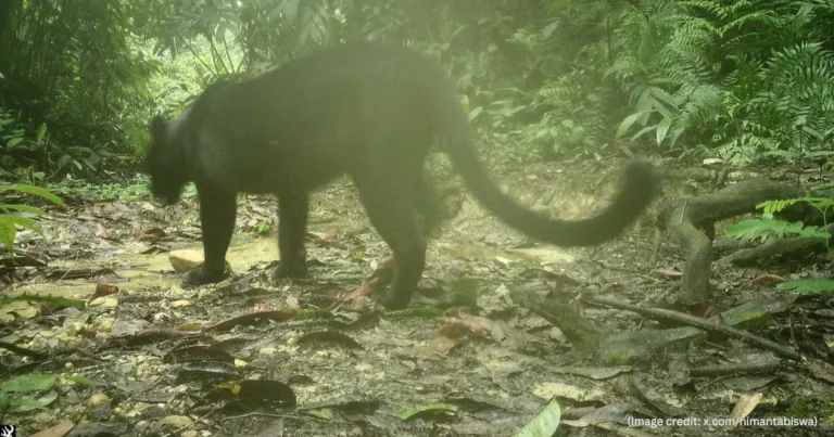 Black Panther