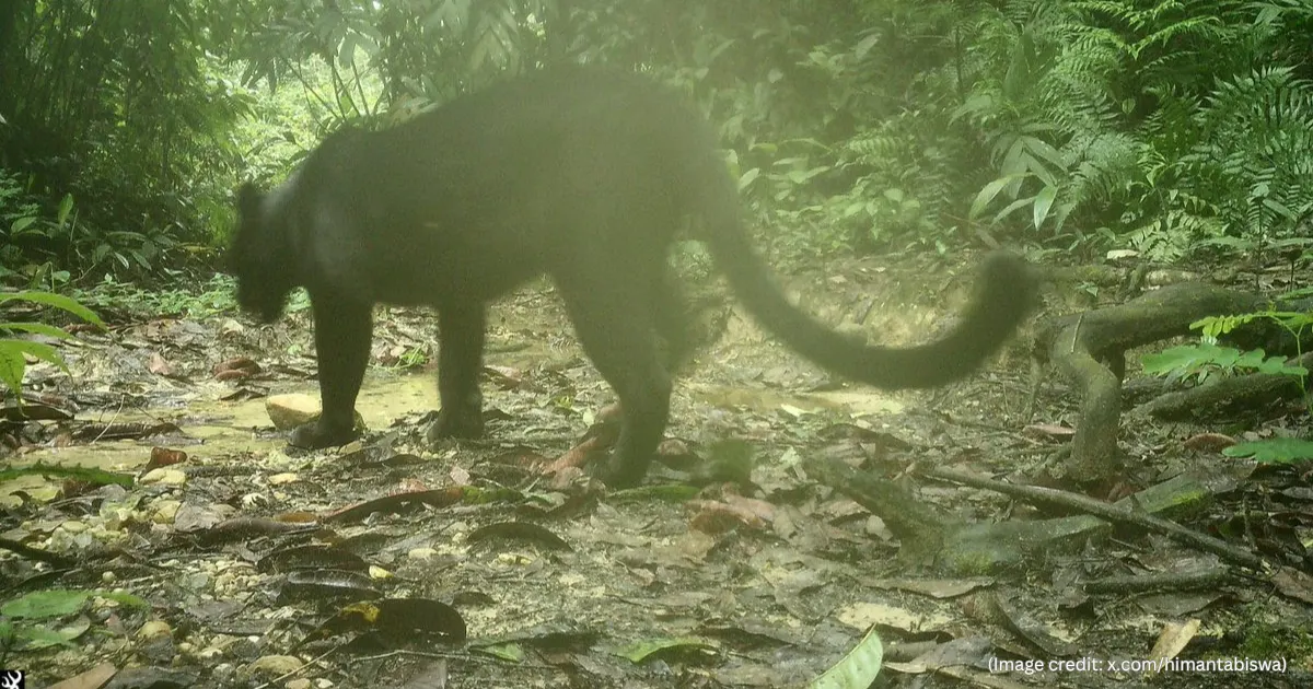 Black Panther