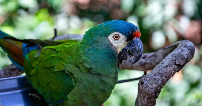 Blue-winged macaws