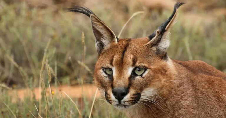 caracal cat at Kuno