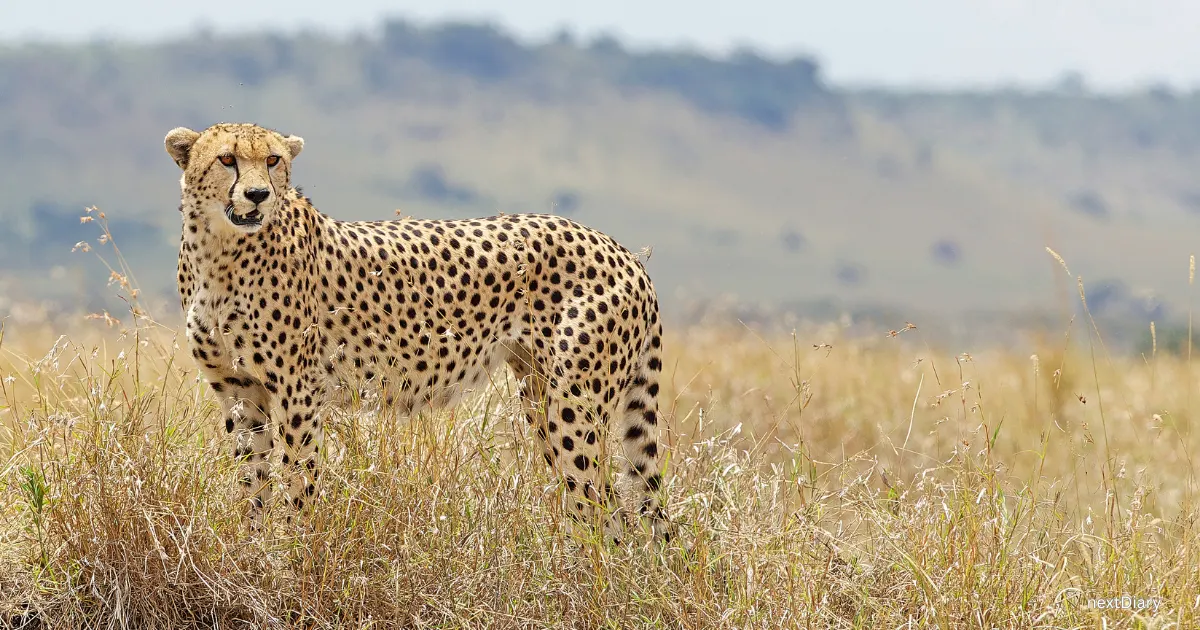 Cheetah