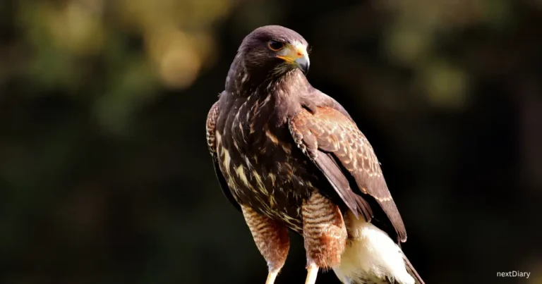 falcon