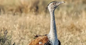 great Indian bustard bird