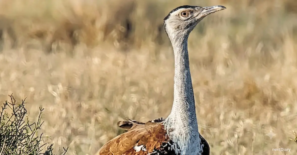 great Indian bustard bird