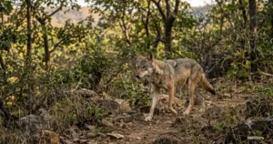 Indian Grey Wolf