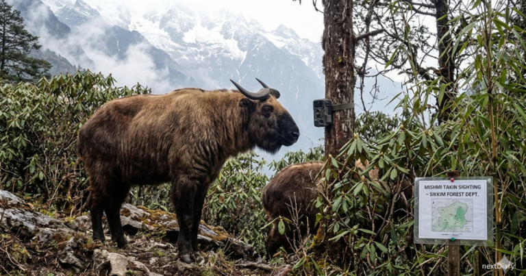 Mishmi Takin (Budorcas taxicolor)