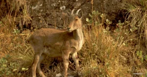 Nilgiri tahr (Mountain Goat)
