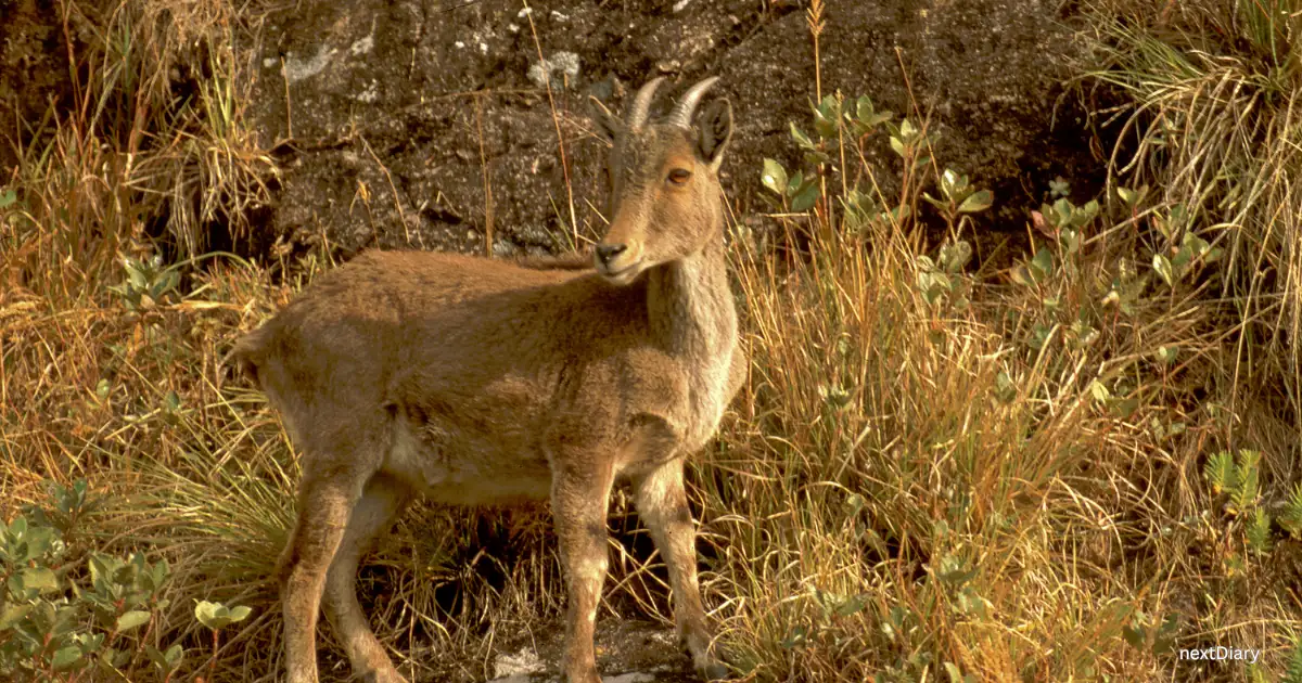 Nilgiri tahr (Mountain Goat)