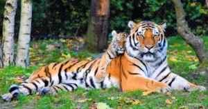 Tiger Cub