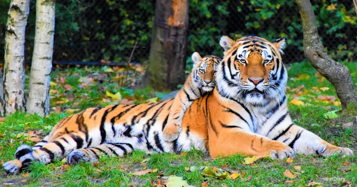 Tiger Cub