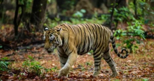 tiger walking