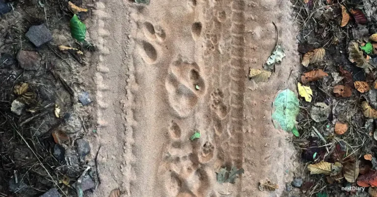 Tigress pug marks