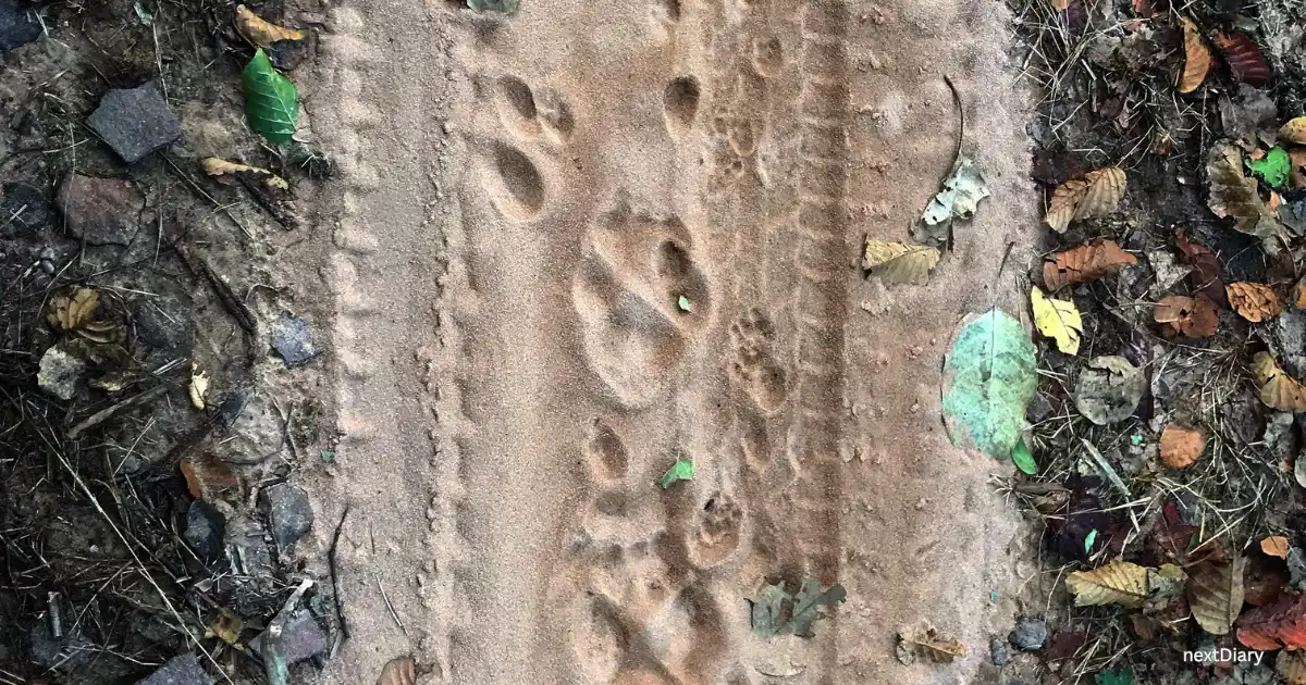 Tigress pug marks