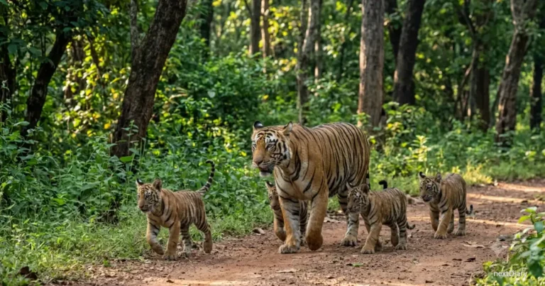 Tigress Zeenat spotted roaming with her four cubs in Similipal