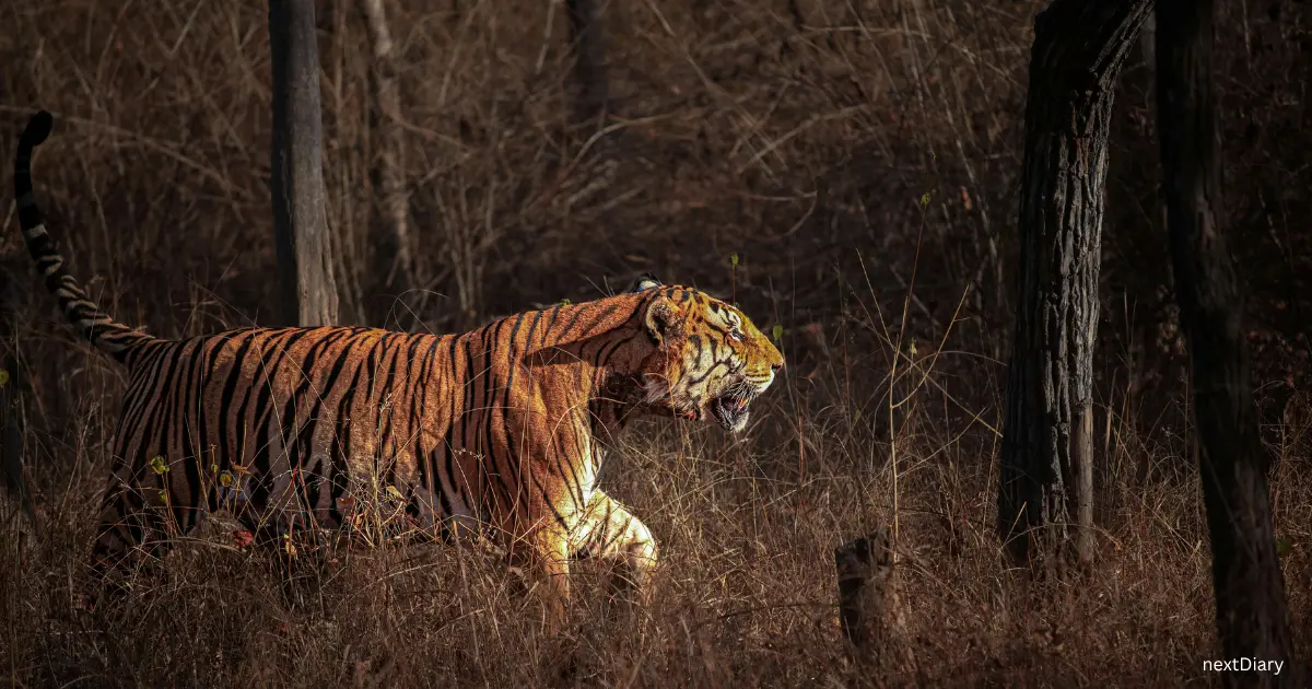 tigress