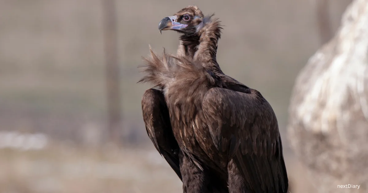vulture