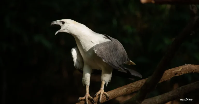 White-bellied Sea Eagle