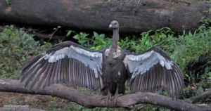 White-Rumped Vulture