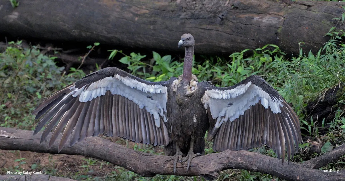 White-Rumped Vulture