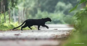 Black Panther at Tea Plantation