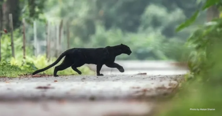 Black Panther at Tea Plantation