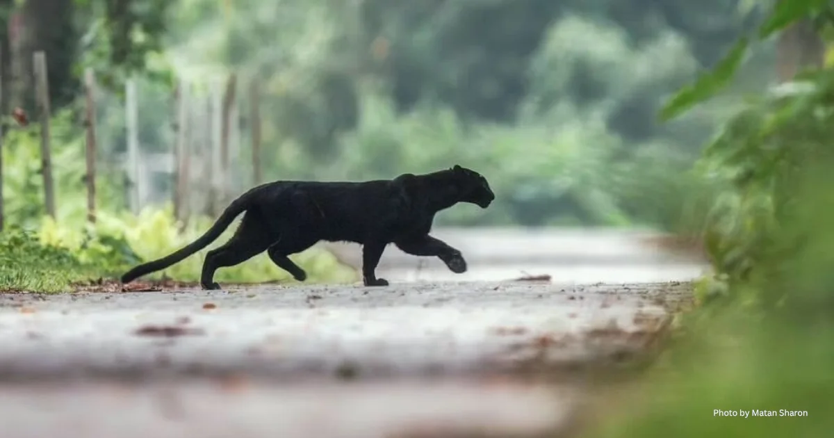 Black Panther at Tea Plantation