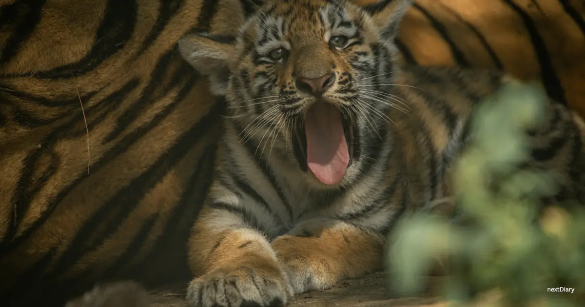 Tiger Cub